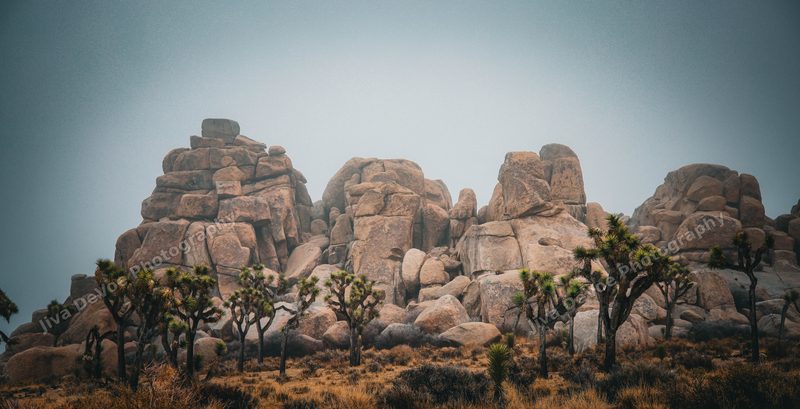 Joshua Tree
