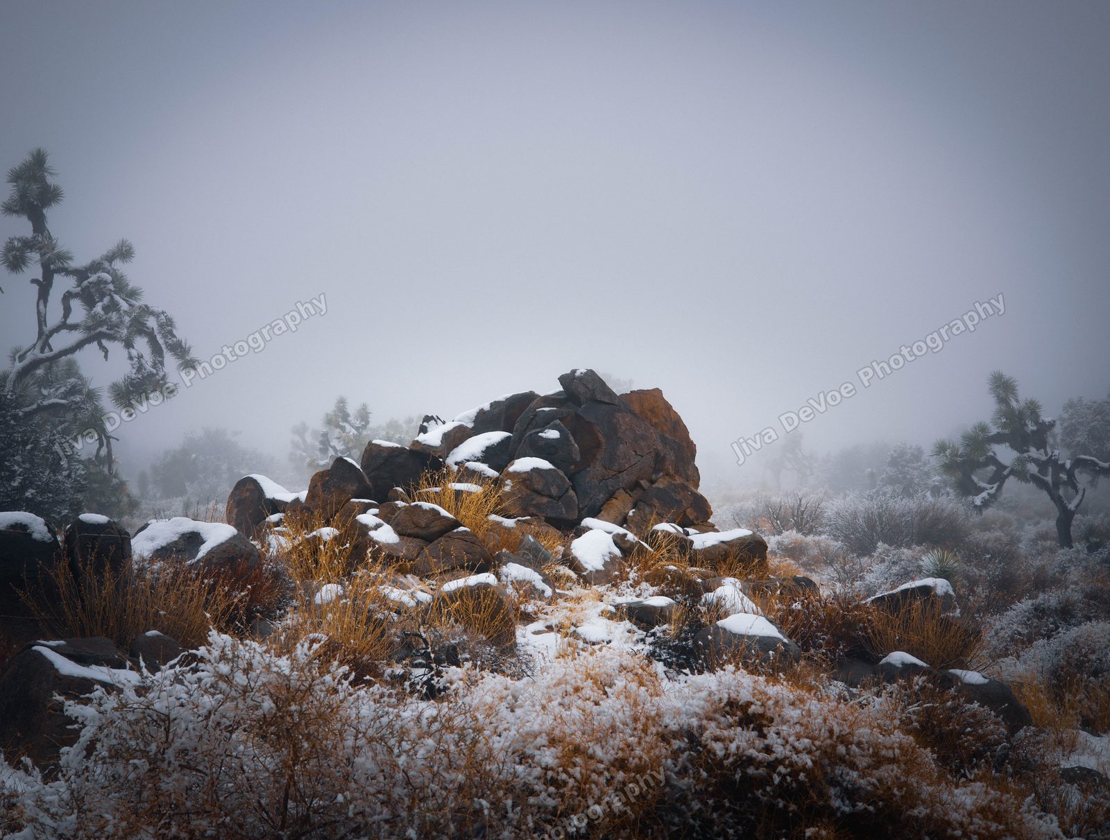 Joshua Tree