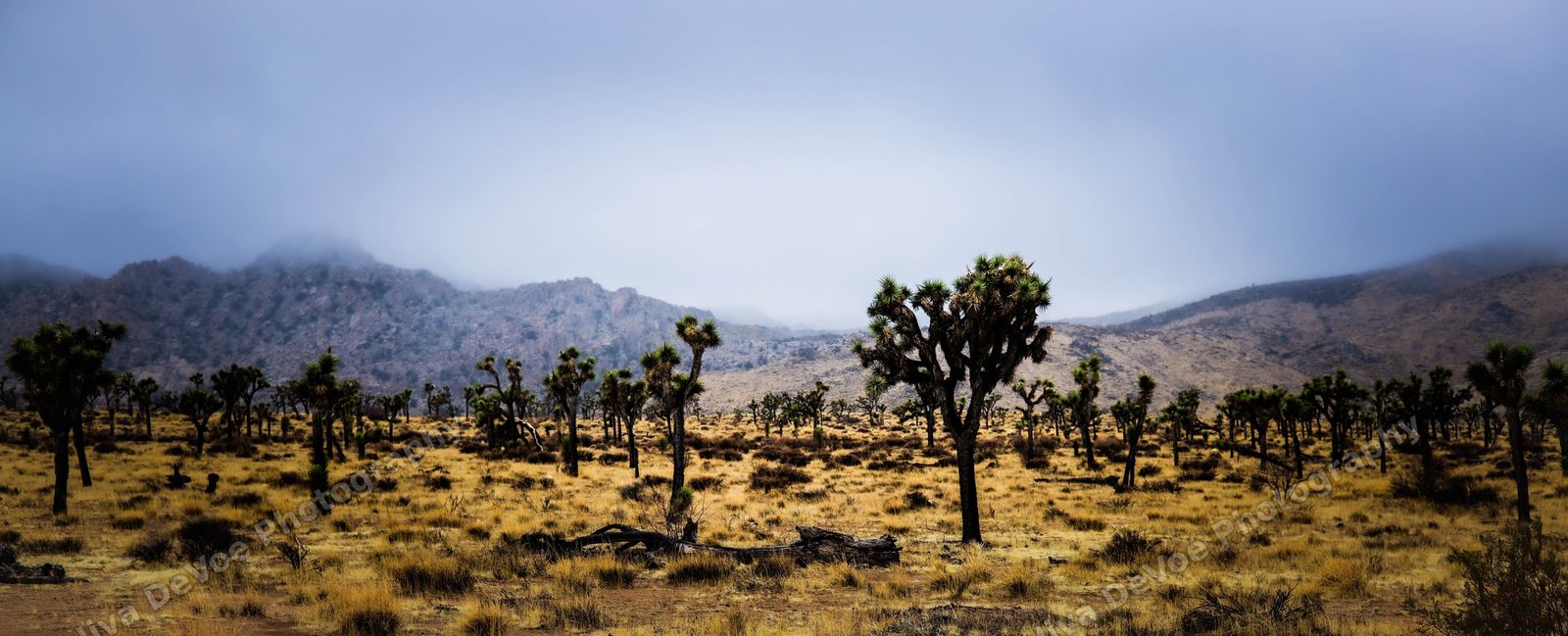 Joshua Tree