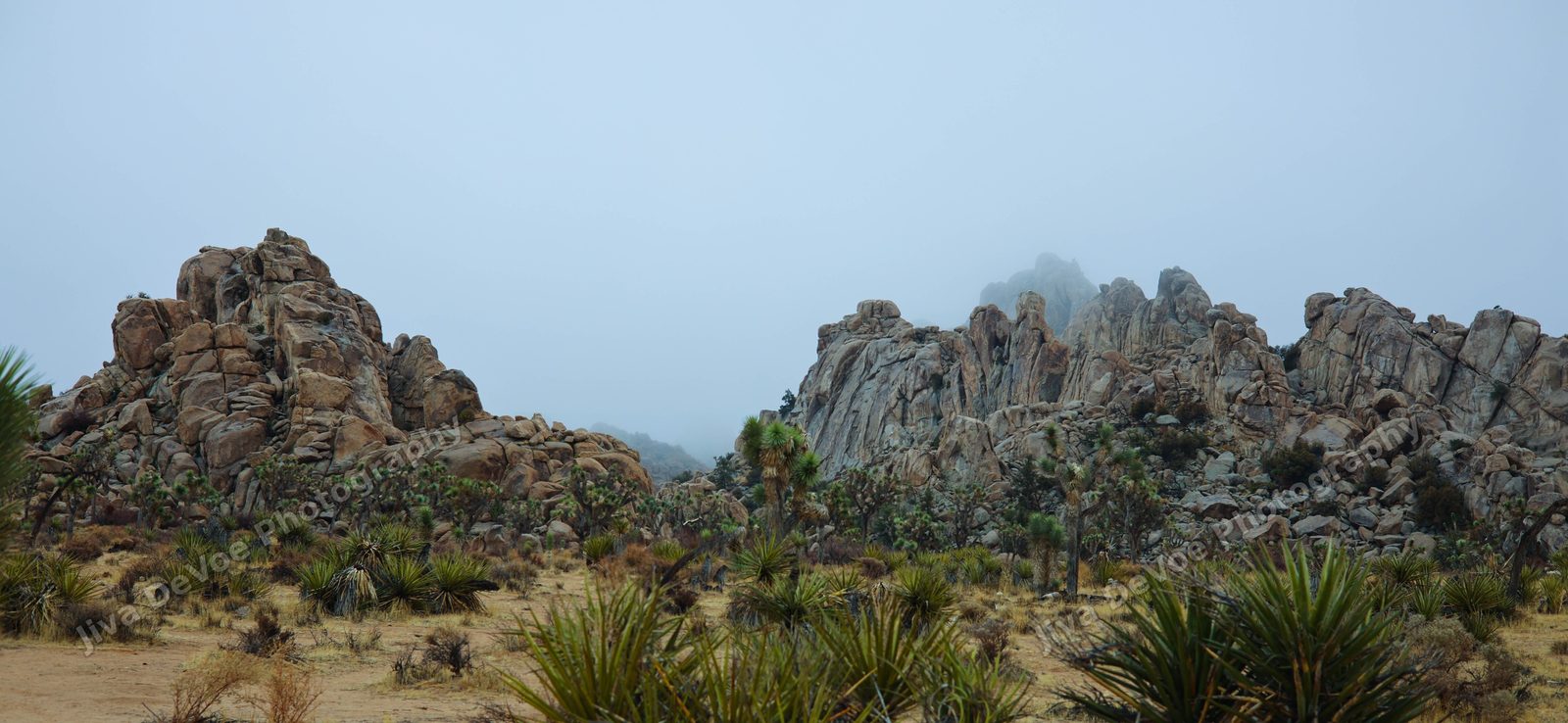 Pangea 1 - Joshua Tree
