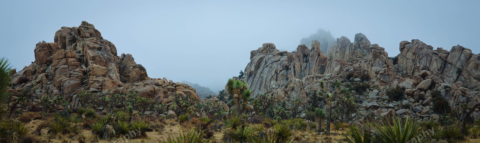 Pangea 2 - Joshua Tree