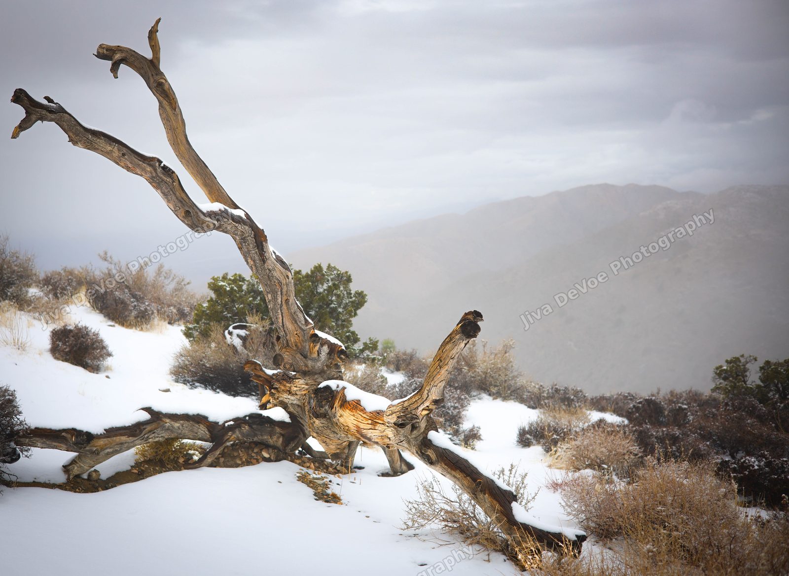 The Old Man on the Hill - Joshua Tree