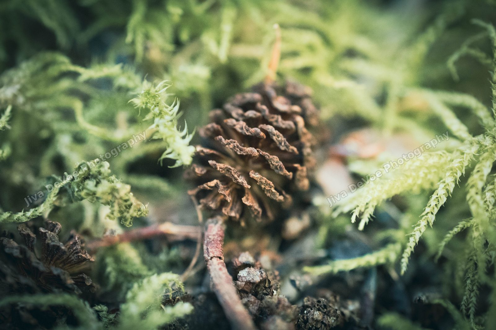 Douglas Fir Pollen Cone