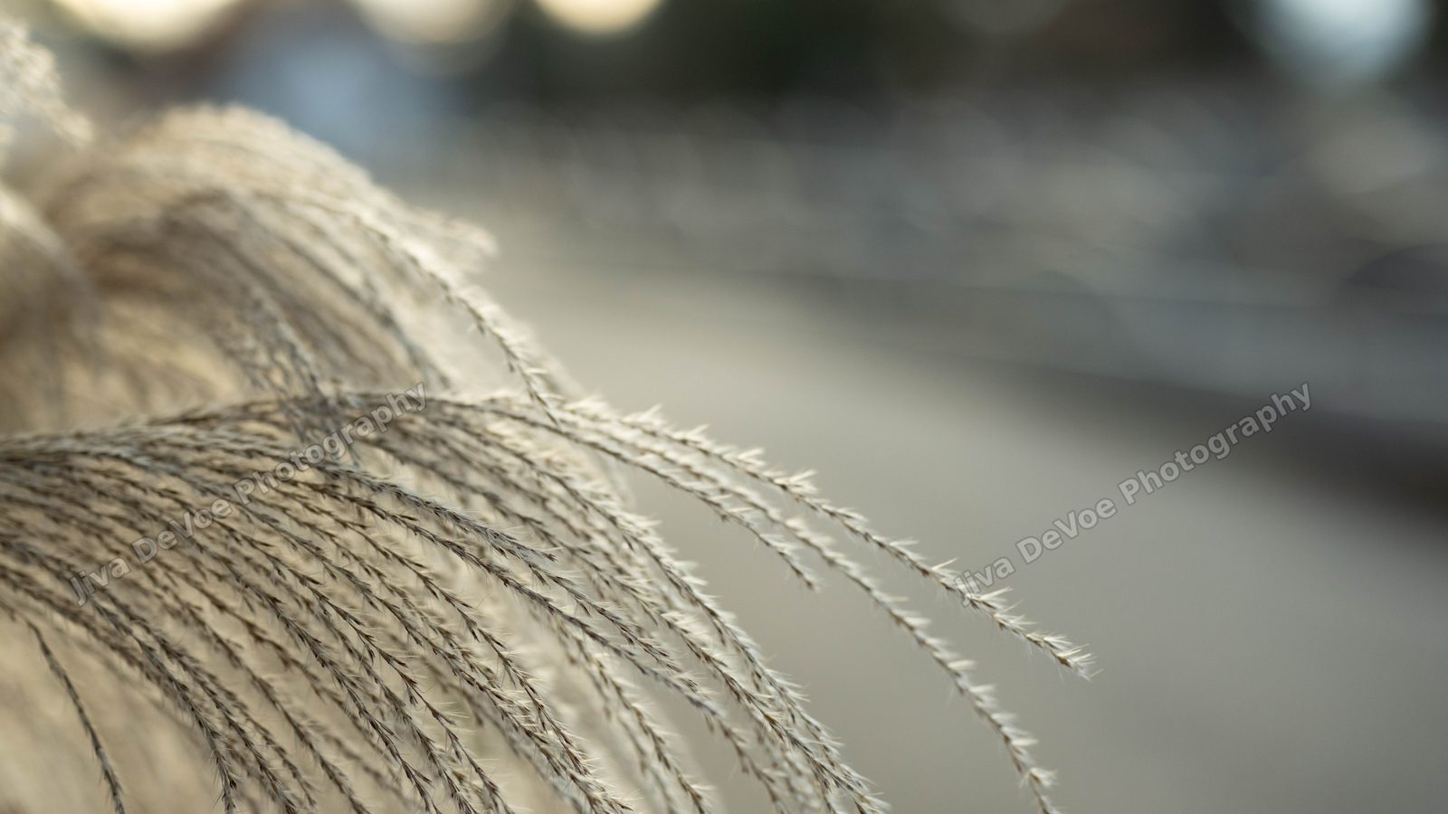 Maiden Grass