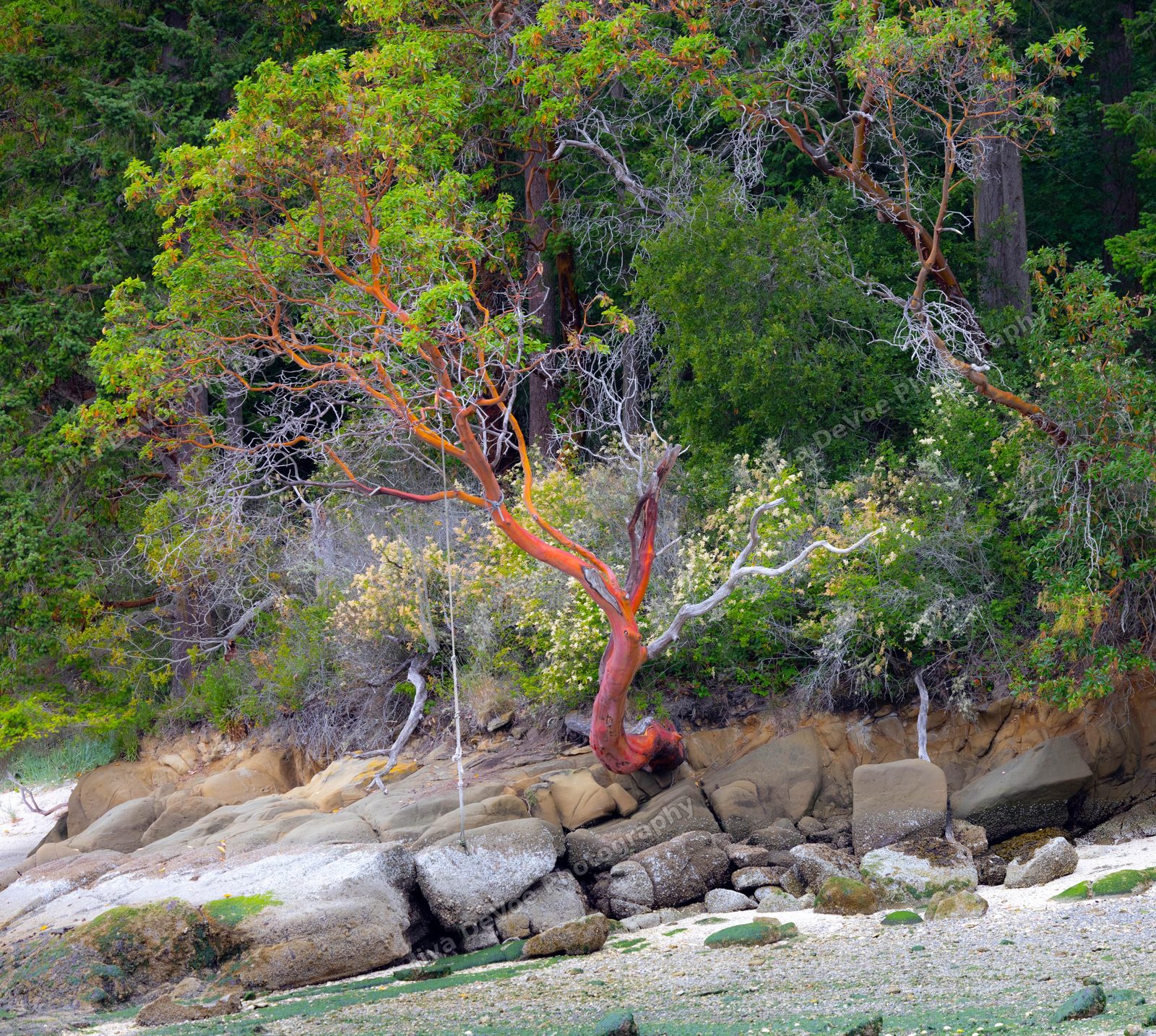 Pacific Madrone