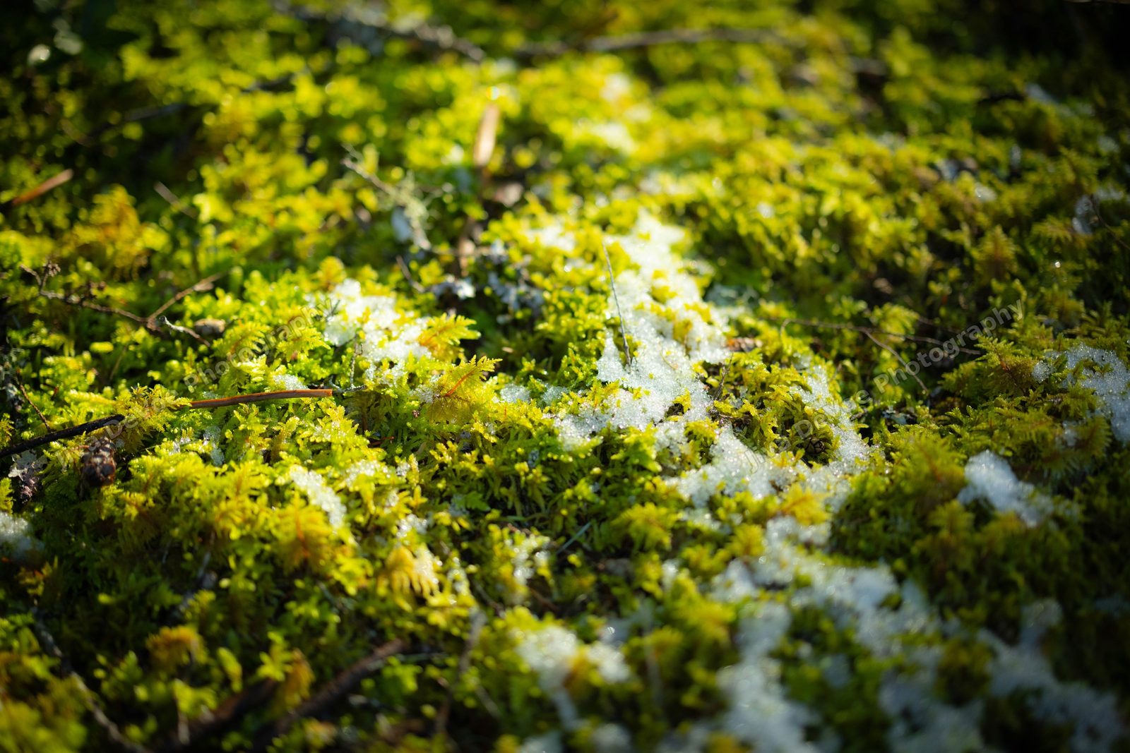 Winter Floor