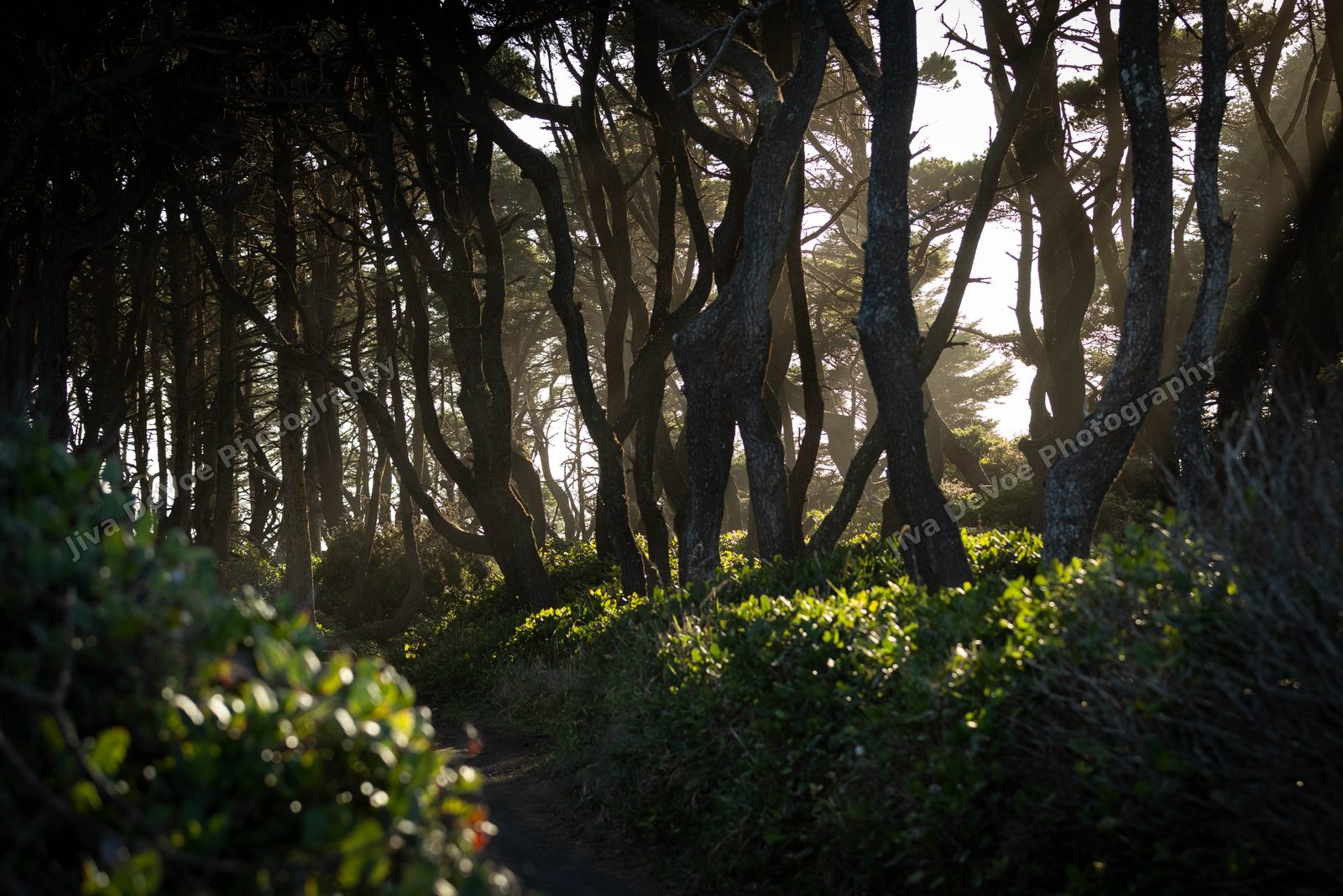 Shore Pines