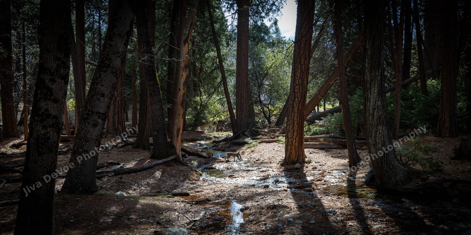 Bobcat - Yosemite National Park