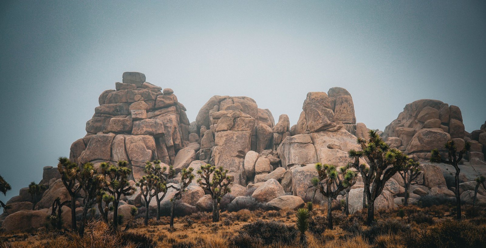 Boulders and Joshua trees, Joshua Tree National Park