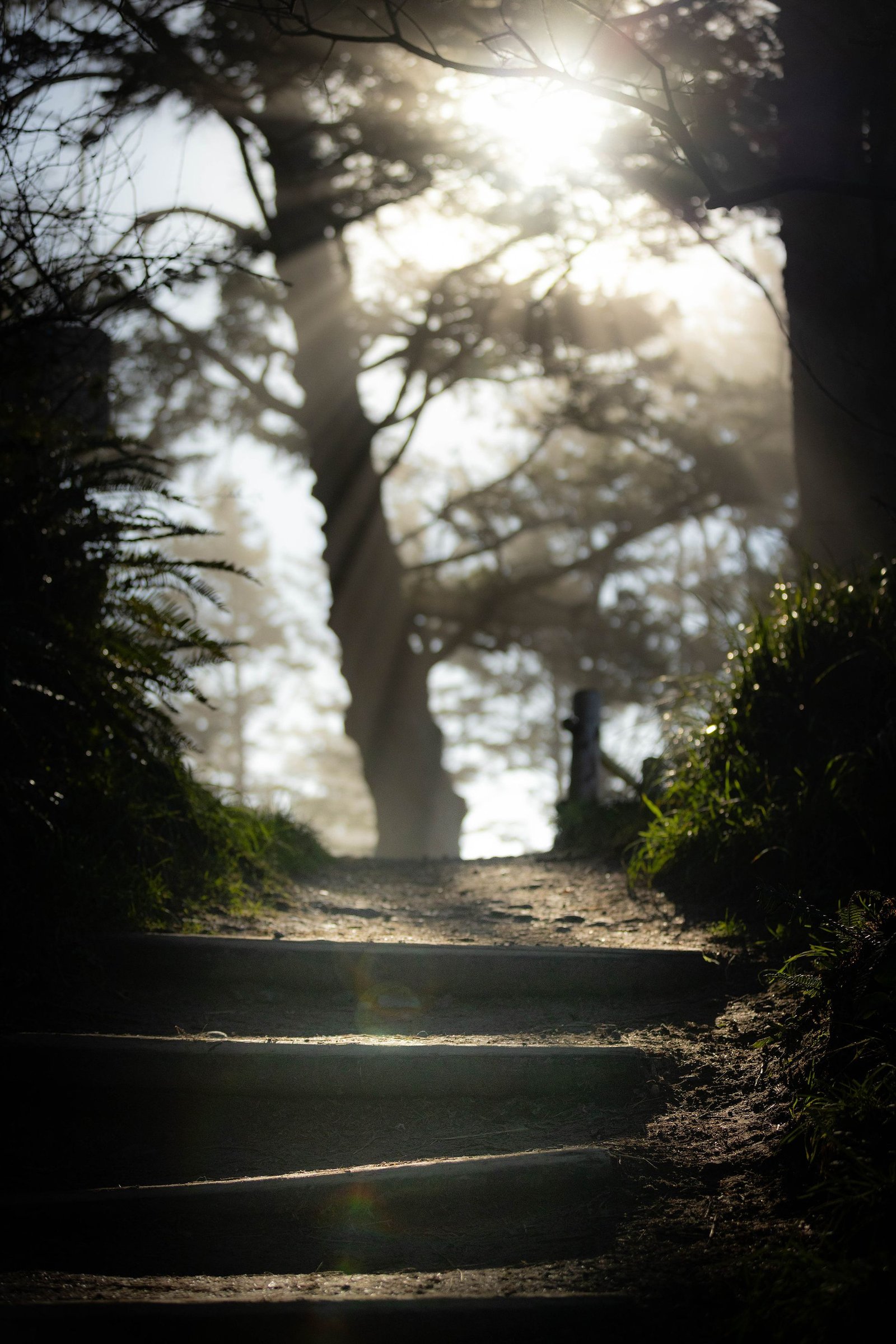 Wooden stairs through the forest down to Arcadia Beach, Oregon
