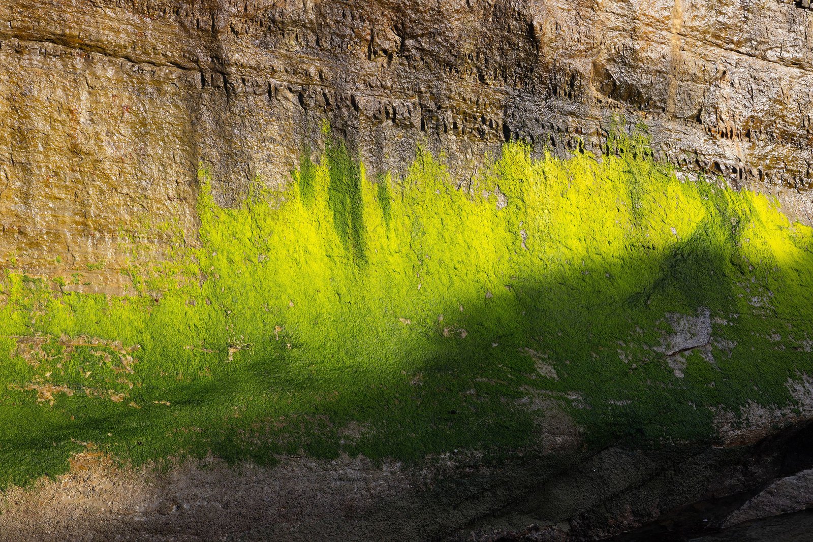 Moss on a seeping basalt cliff