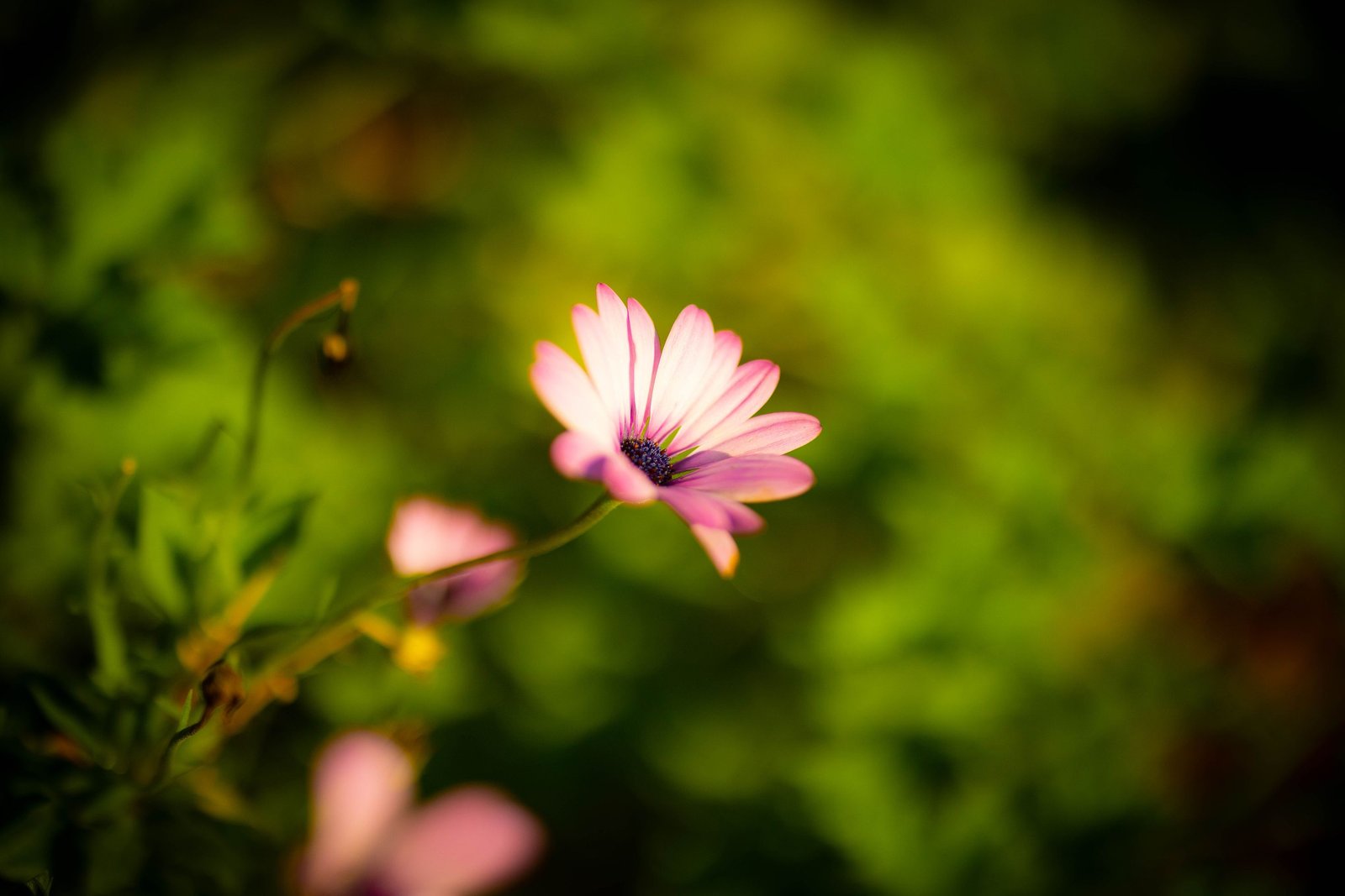 Pink cosmos in summer light