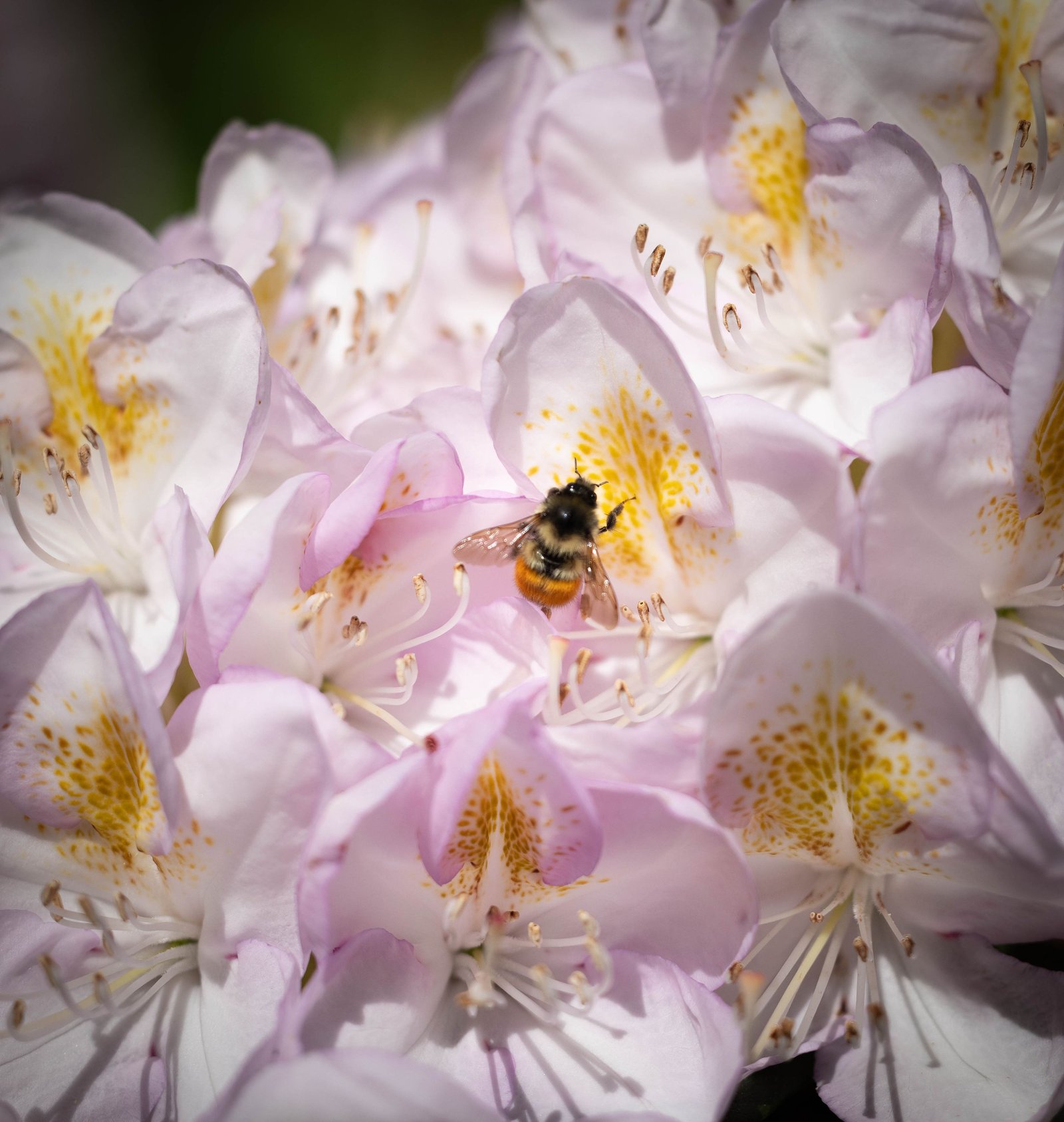 Bumblebee in rhododendron blossoms